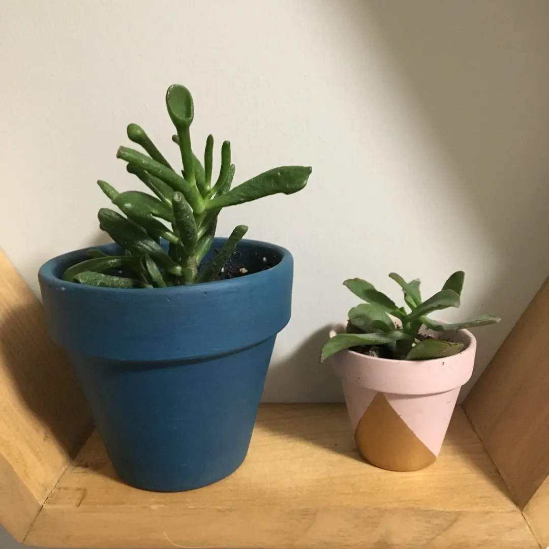 Mini Succulents And Pots photo 1