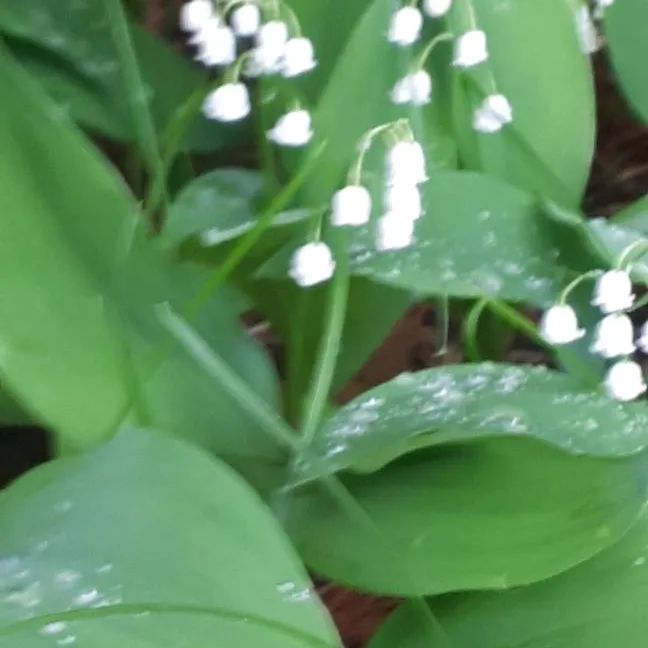 Lily Of The Valley photo 1
