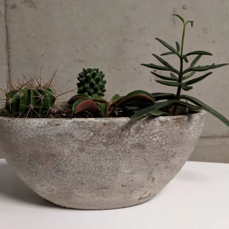 This Potted Cacti Arrangement photo 4