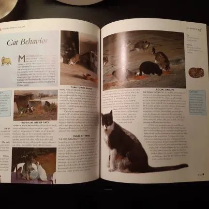 Book Of Cats photo 4