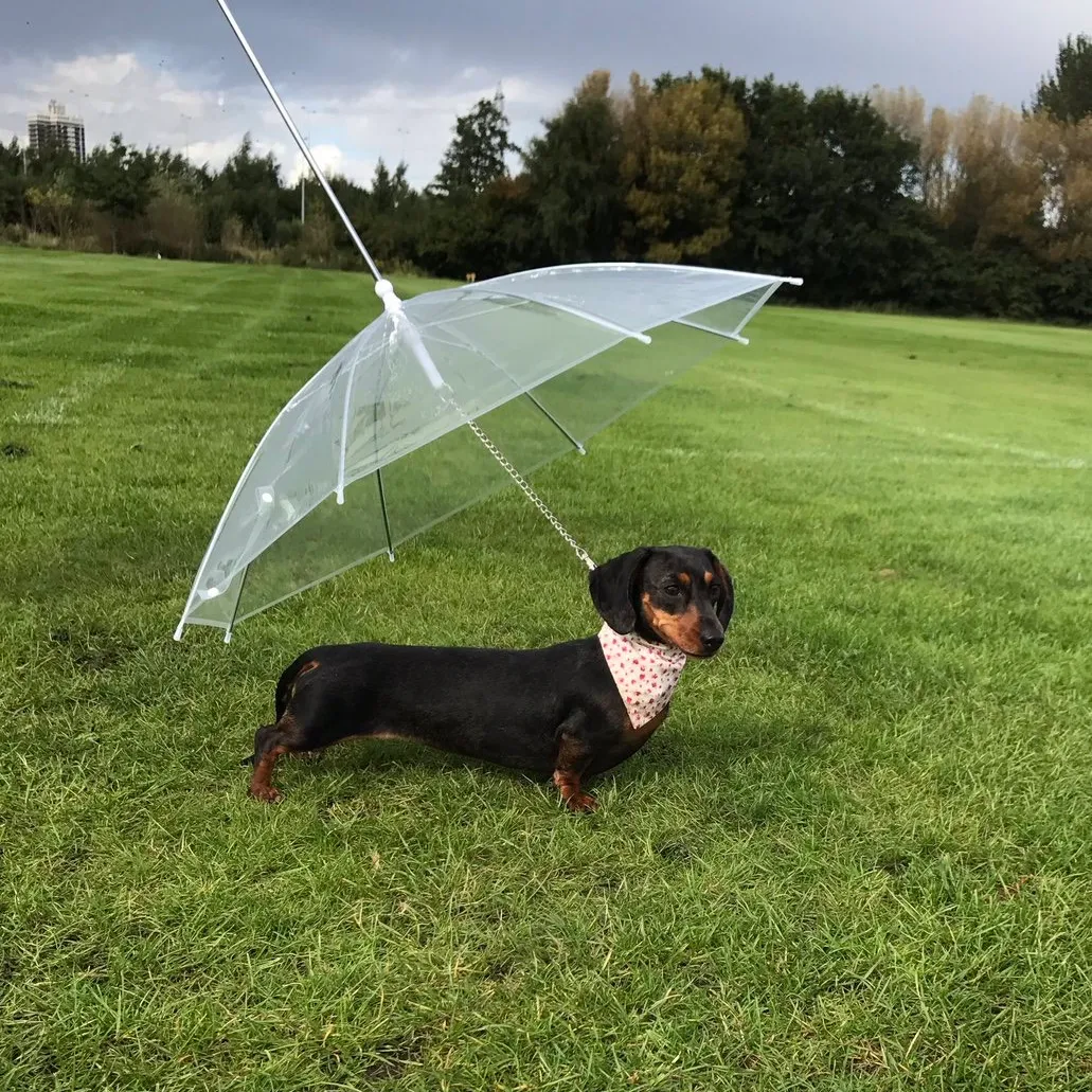 Dog Umbrella photo 1
