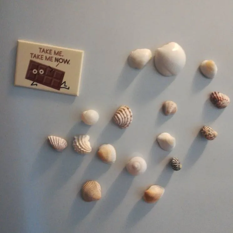 Shells + Chocolate Magnet photo 1
