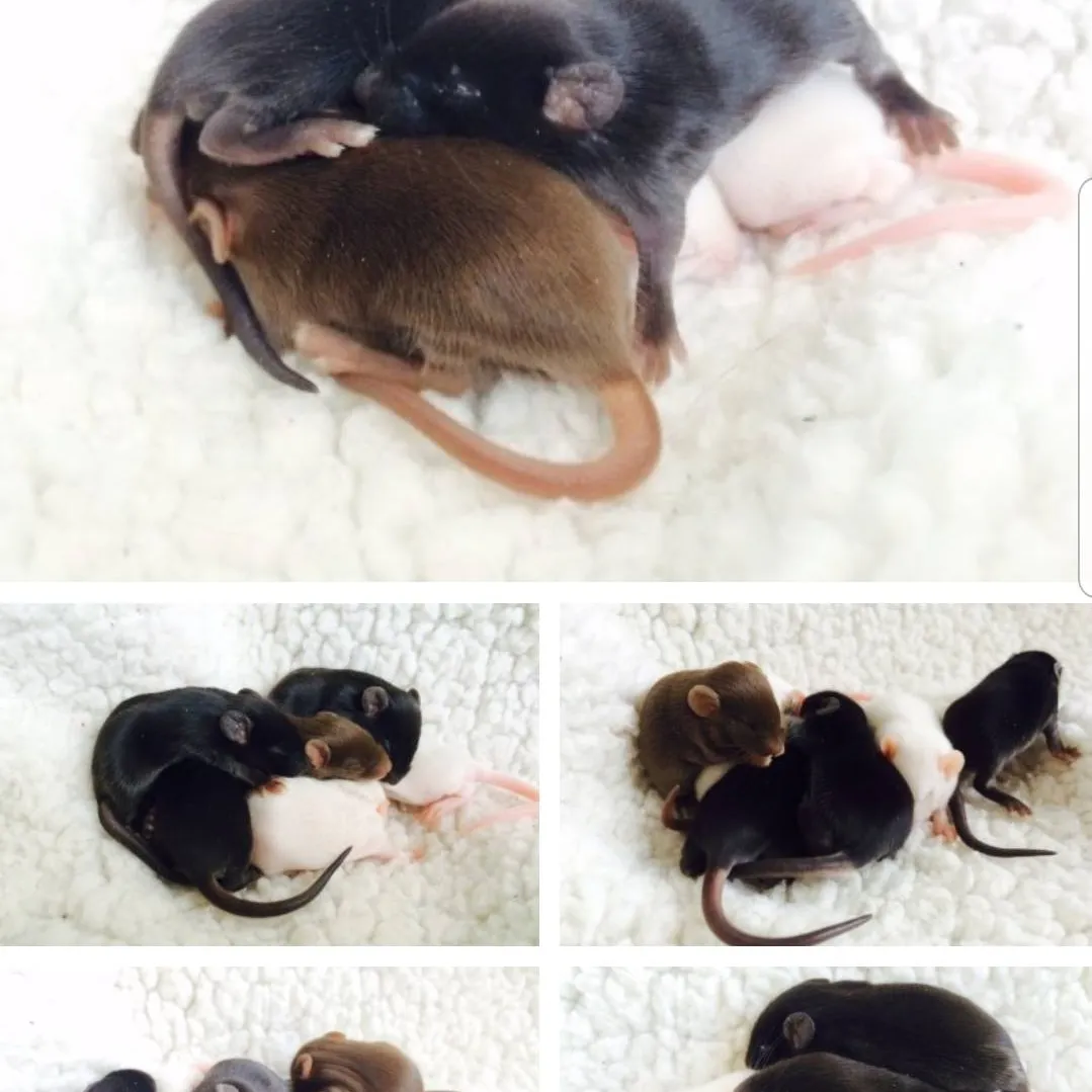 Looking For Mouse Breeder In Ontario photo 1