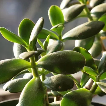 Jade Plants photo 1