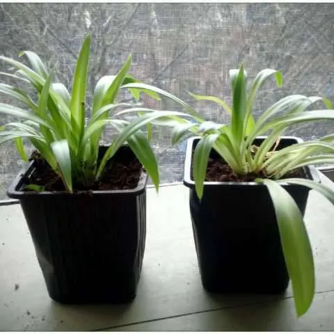 NASA clean air study approved Chlorophytum Comosum younglings photo 1