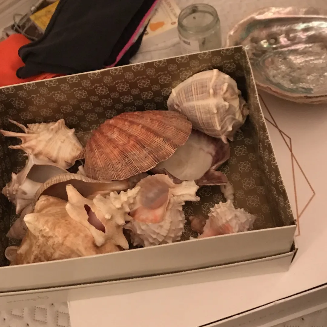 All these Shells photo 1