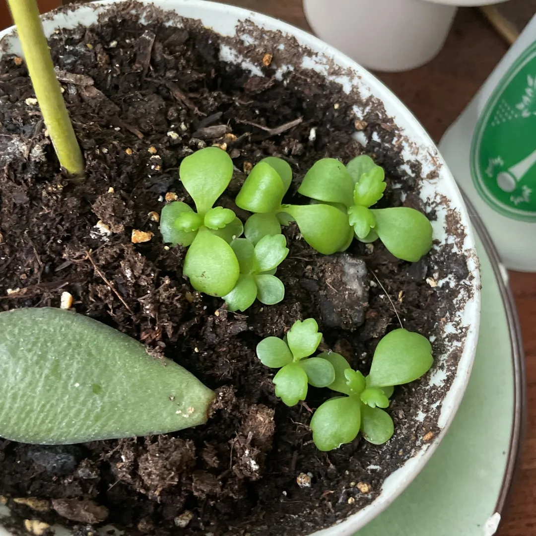 🌱 mother of thousands babies photo 3