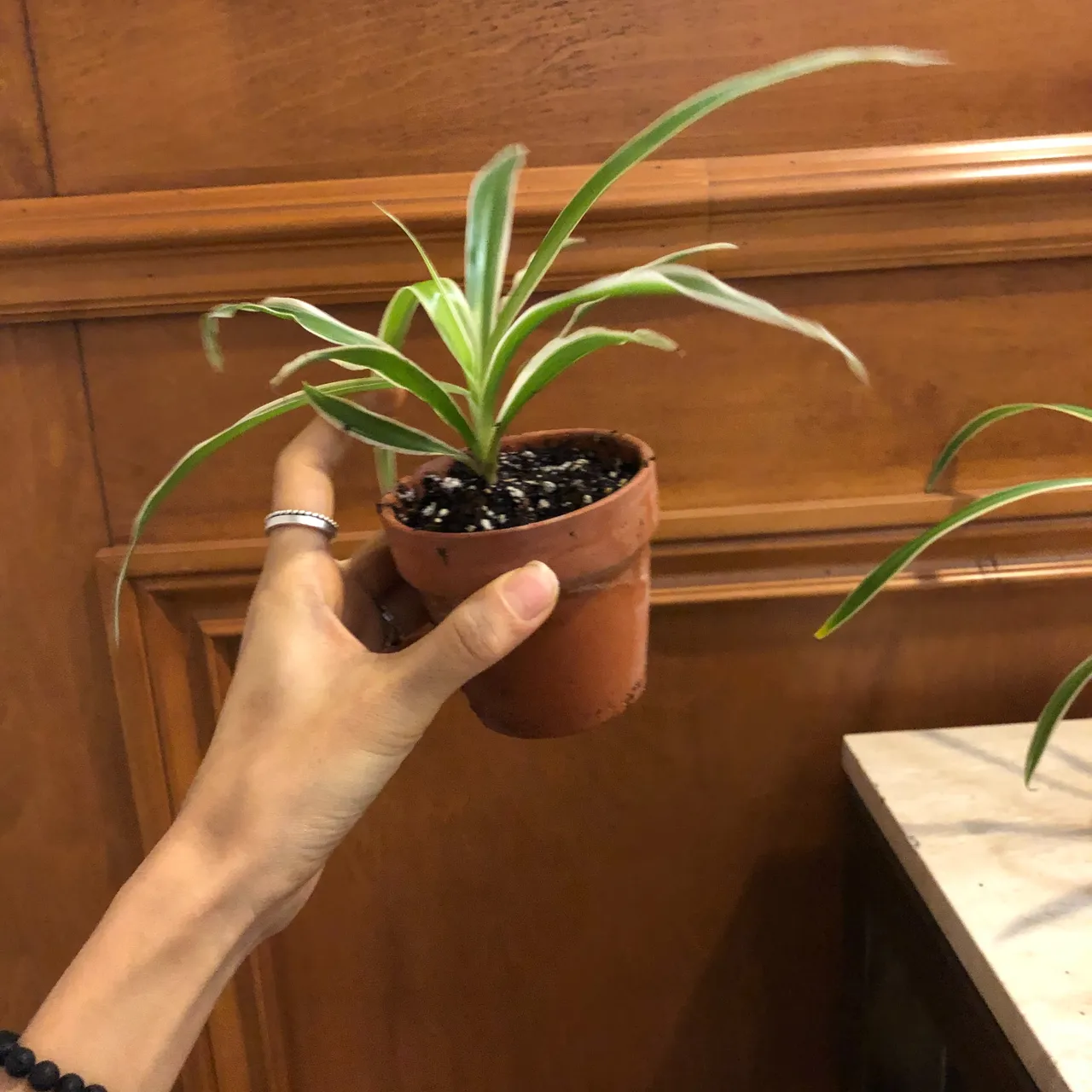 Spider plant in clay pot photo 3
