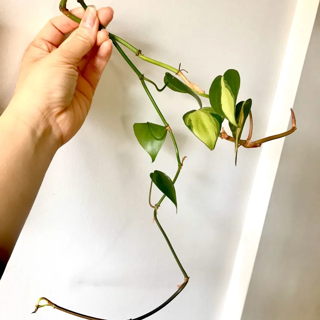 2 Philodendron Brazil Cuttings 🌿🌿💚 Plant photo 1