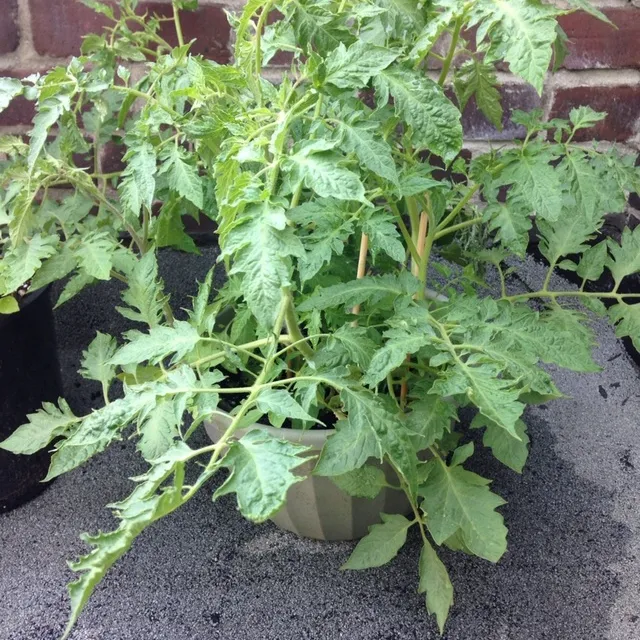5 Tomato Plants + Plant Support *1 Pending Trade photo 1