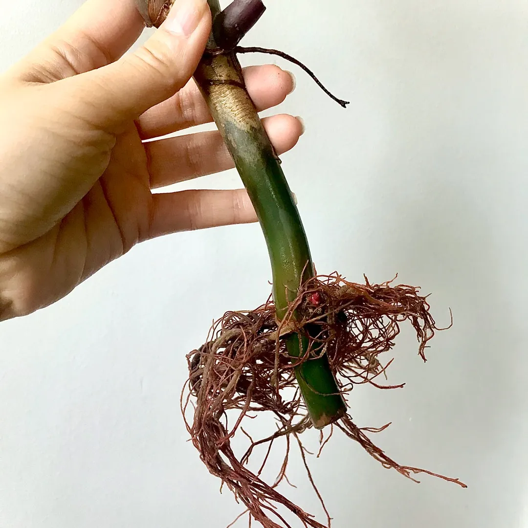 Rare Red Emerald Philodendron Cutting Plant 💃🏻🥰🌿 photo 5