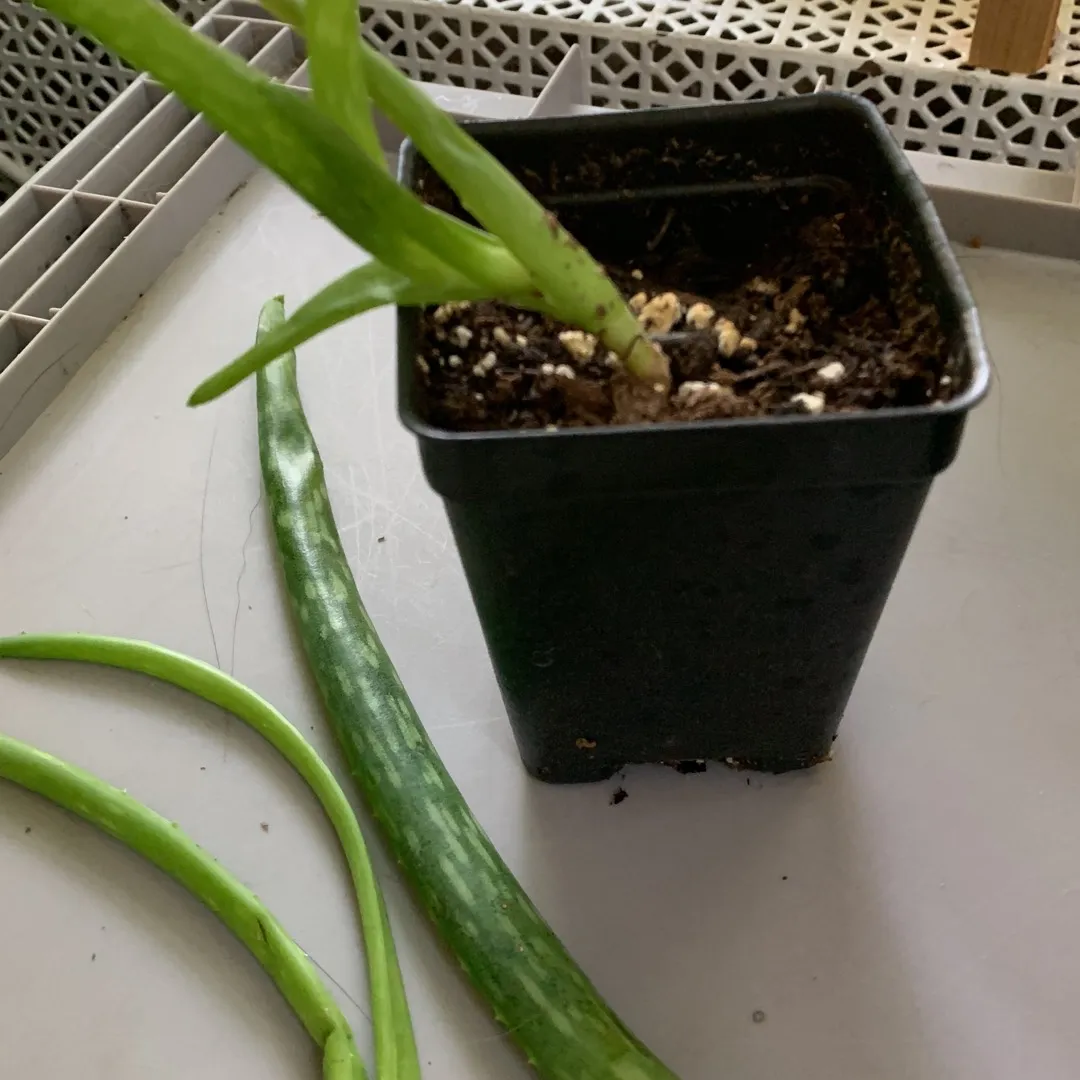 Aloes Babies And Cuttings photo 1
