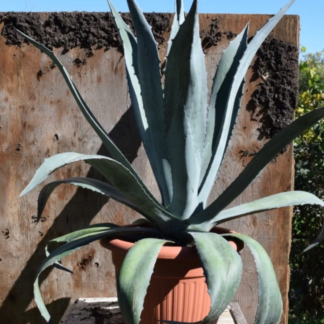 ISO blue Agave Cutting / Baby photo 1