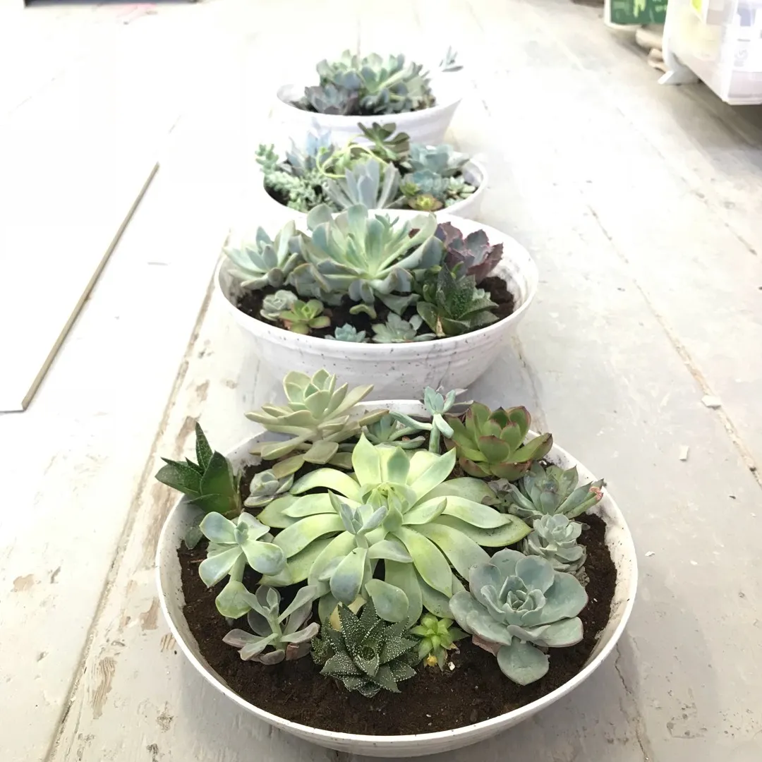 Large Ceramic Bowls With Assorted Succulents photo 3