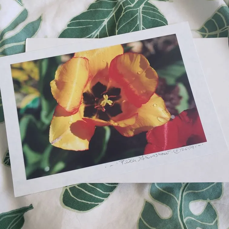 Tulip Cards photo 1