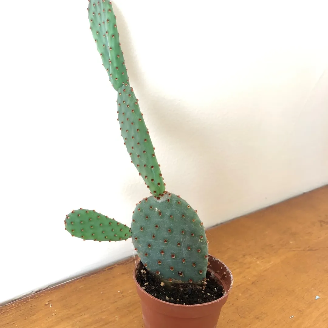 Cactus photo 1