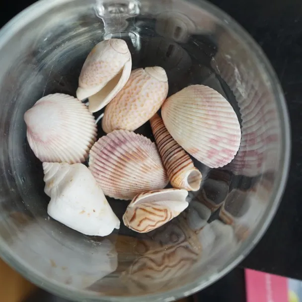 NICE sea Shell Collection photo 3