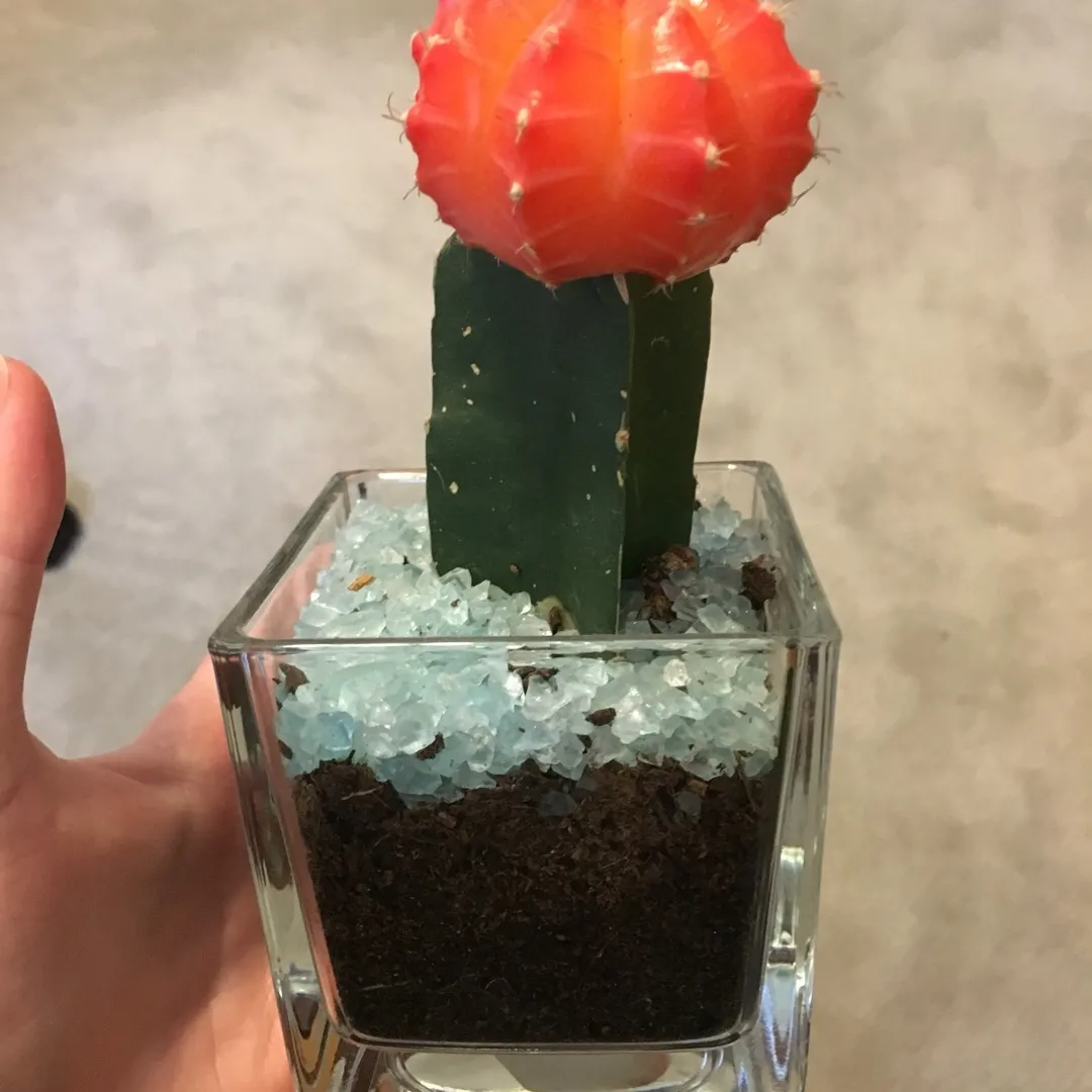 Cactus photo 1