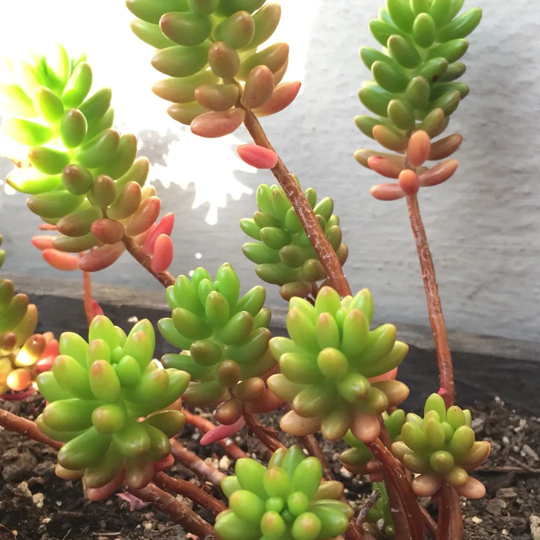 Succulent Babies/Cuttings For Trade photo 4