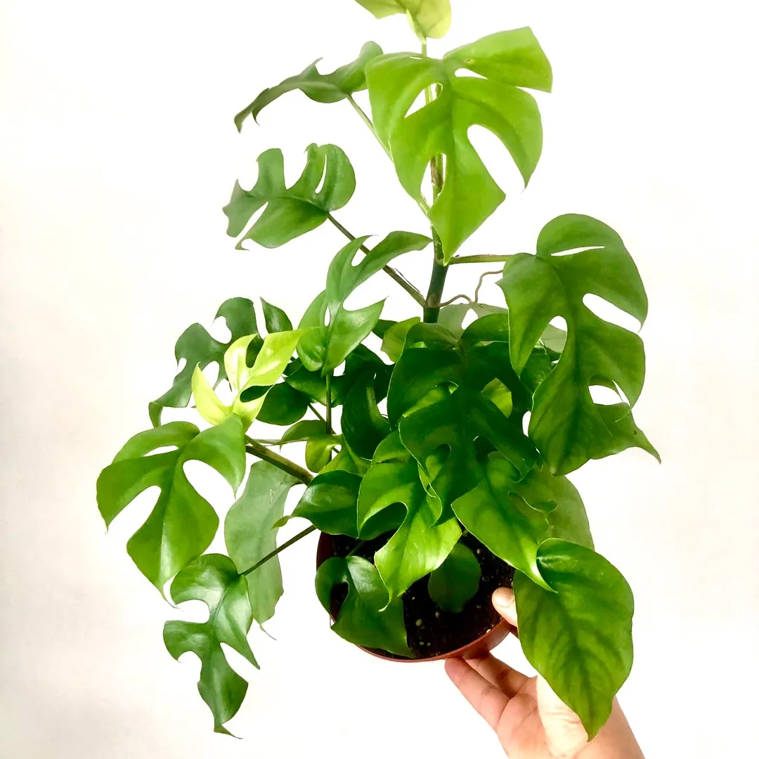 Rhaphidophora Tetrasperma AKA Mini Monstera 🌿💕 Plant photo 1