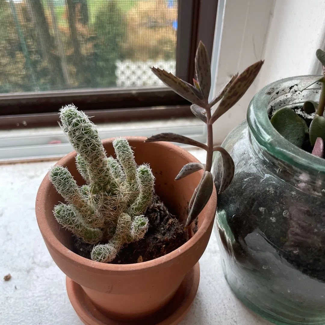 Cactus With A Succulent Friend photo 1