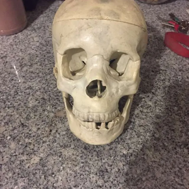 D Grade Human Skull photo 1