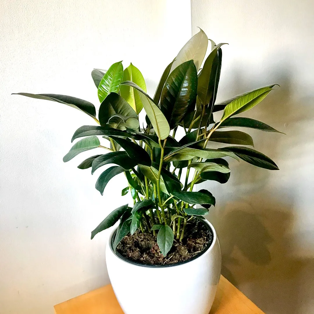 Mini Rubber Bush 🌿💚 Plant photo 1
