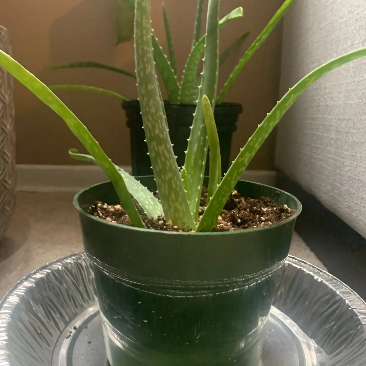 Aloe pups  photo 1