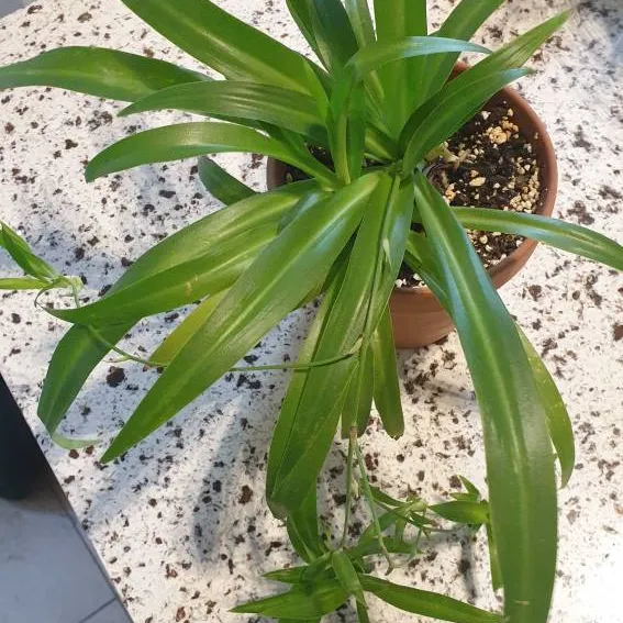 Healthy Snake Plant With Babies!!! photo 1