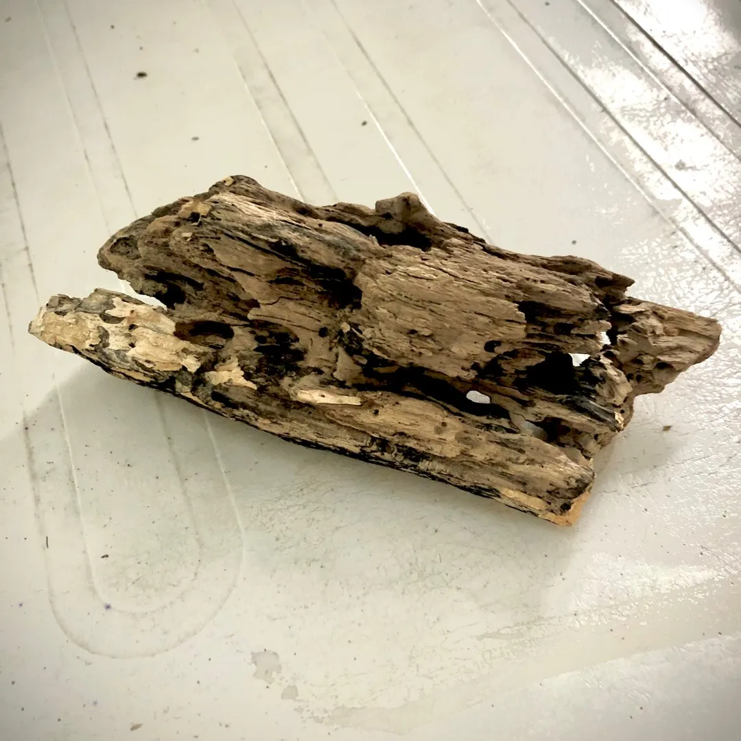 Driftwood photo 5