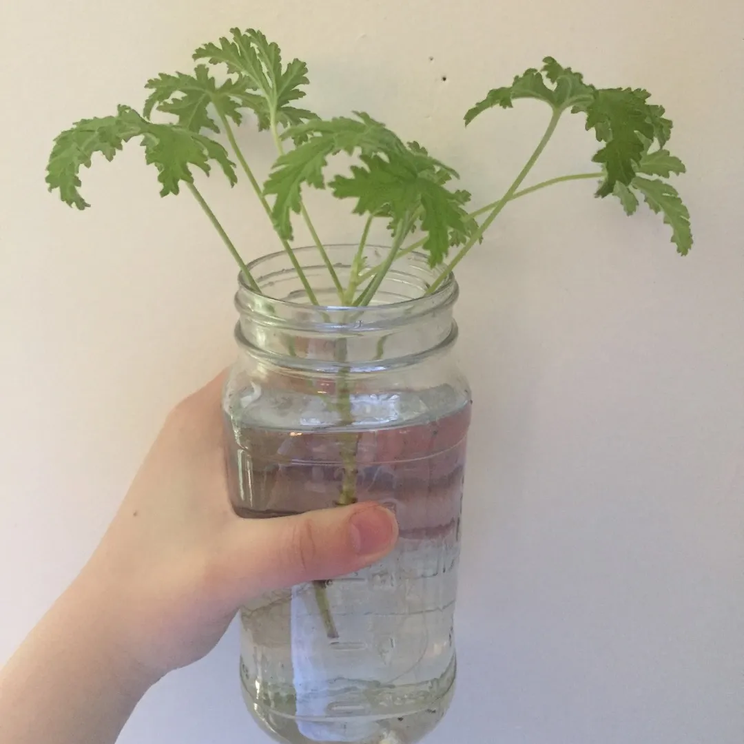 rooted clipping-scented geranium photo 1