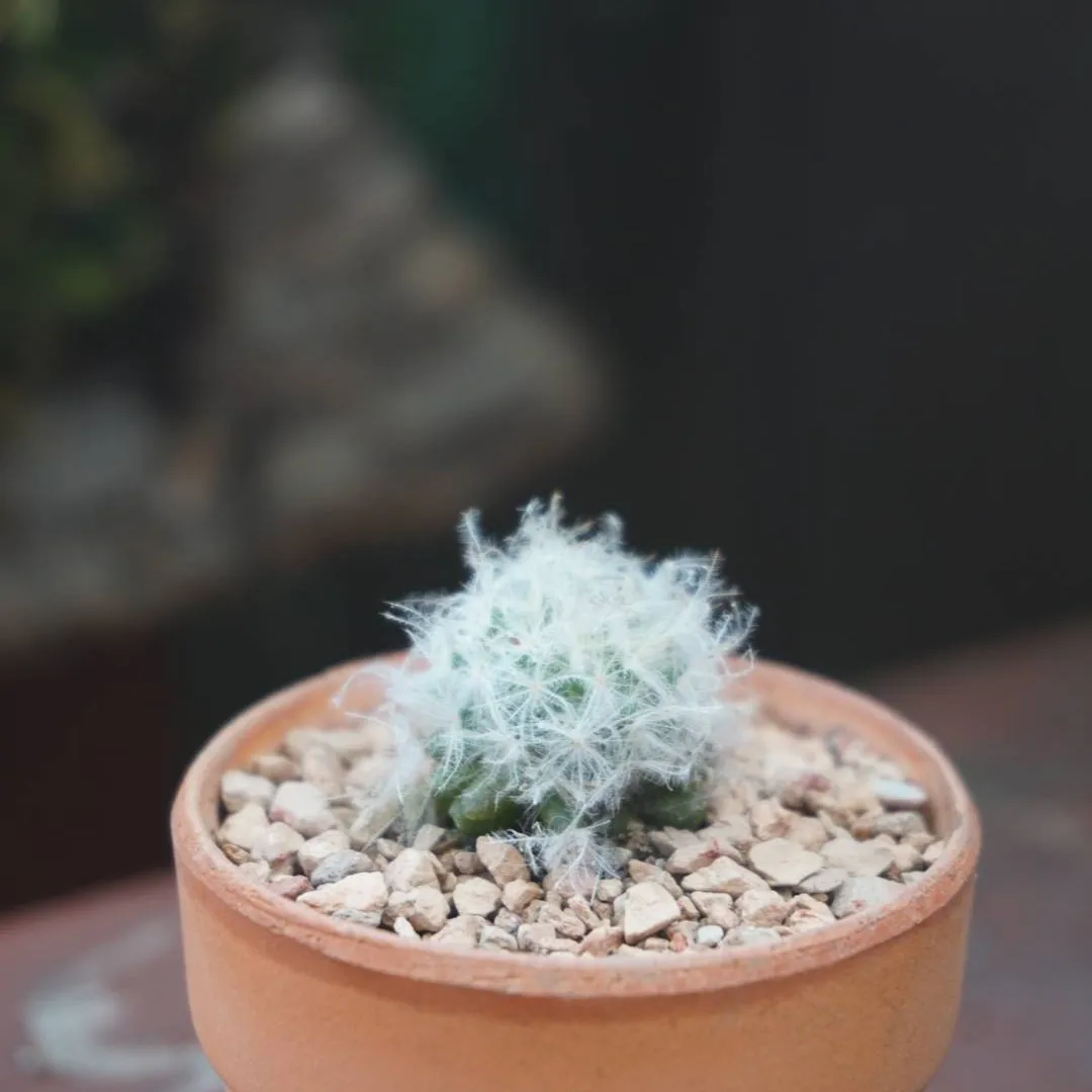 Cute Tiny Cactus photo 1