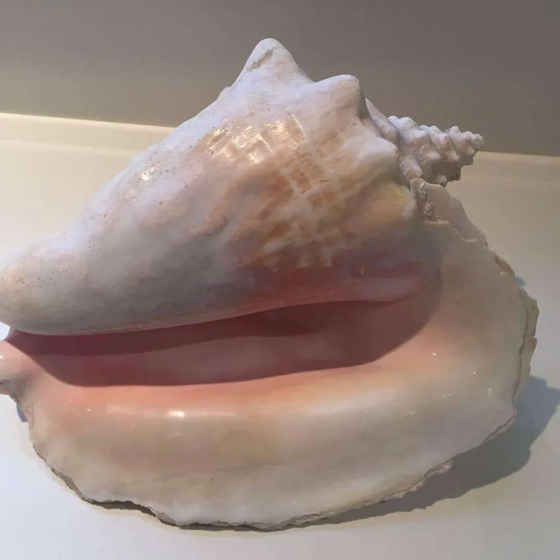 Conch Shell - I have 2 photo 1