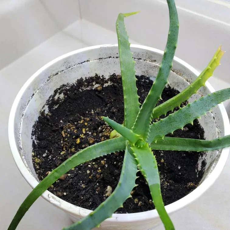 Aloe Vera Plant Baby photo 1