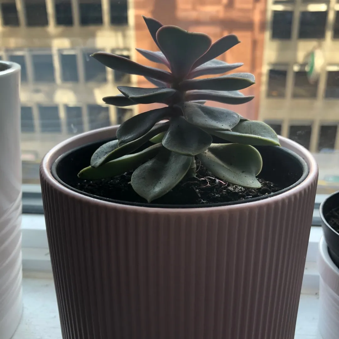 Lovely Succulent + Pot 🌵 photo 1
