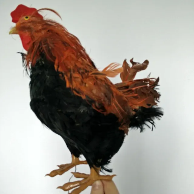 One-eyed Plastic Chicken photo 1