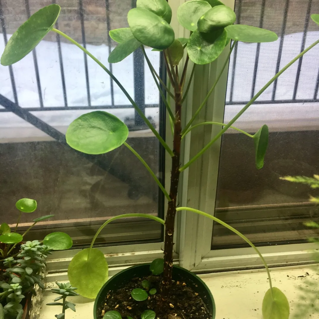 Teenage Pilea Plant photo 1