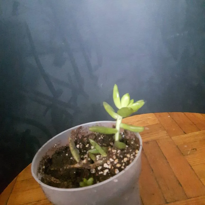 Sedum Plant photo 1