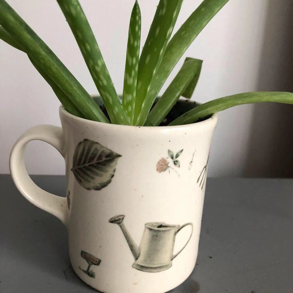 Aloe In A Garden Mug photo 3