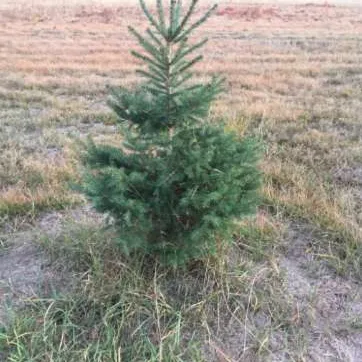 Wild Evergreen Mini Spruce Tree ~2ft (Small Christmas Tree) photo 1