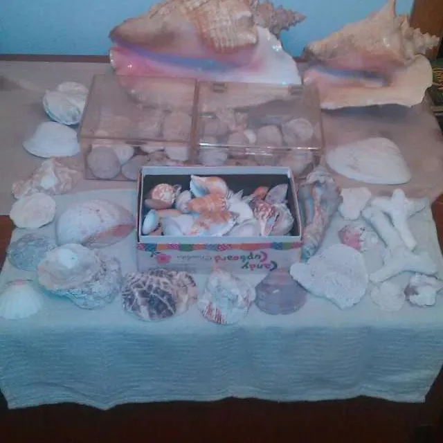 Tons Of Seashells and 2 Large Conches photo 3