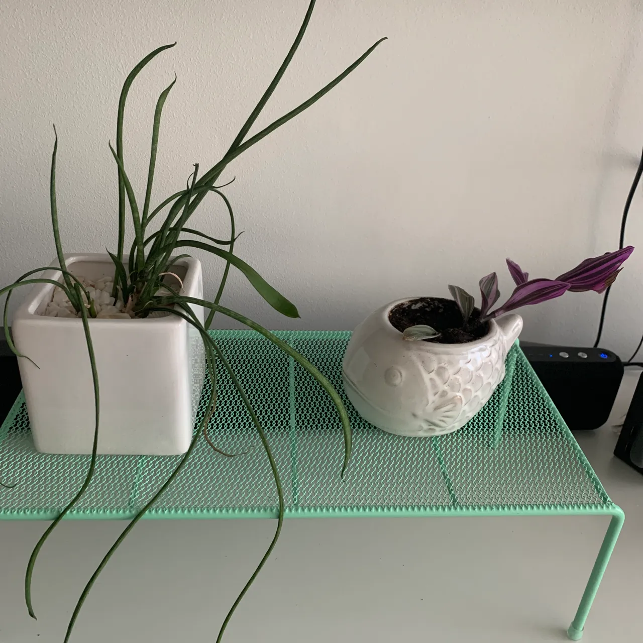 Two small plants/pot  photo 1