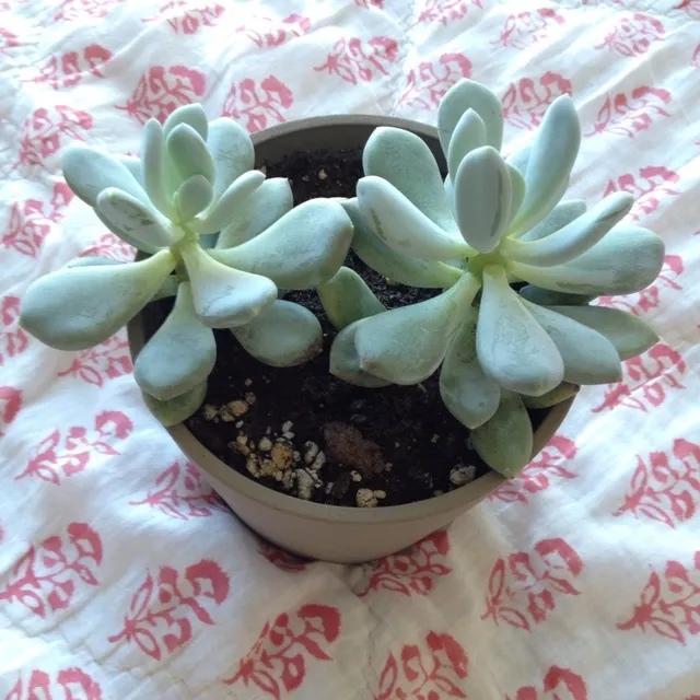 Baby Succulents From This Mama photo 1