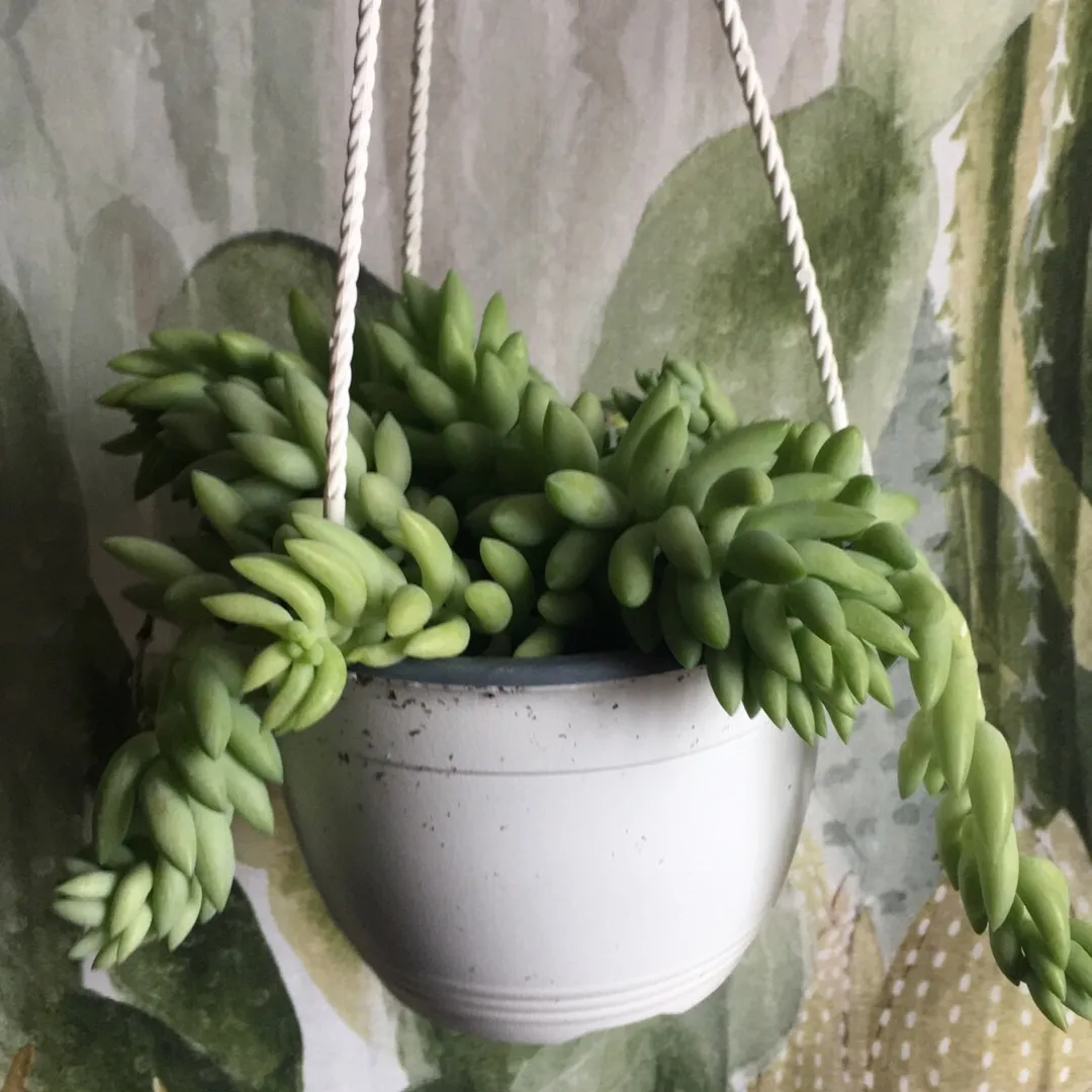 BURRO’S TAIL SUCCULENT CLIPPINGS photo 1