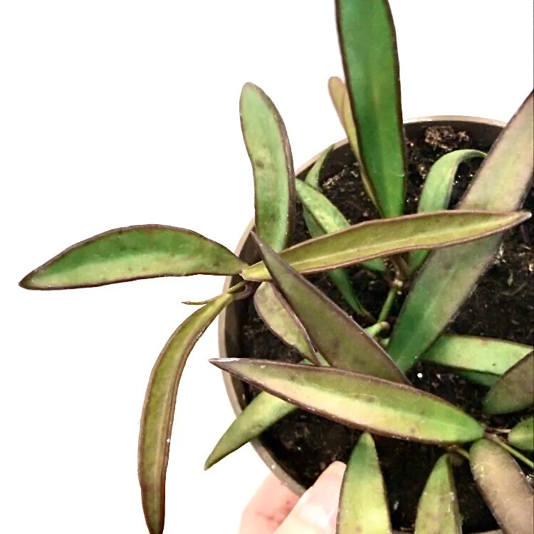 Hoya Kentia 🌿💚 Plant photo 3