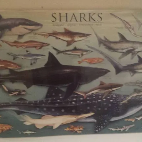 Shark Poster photo 1
